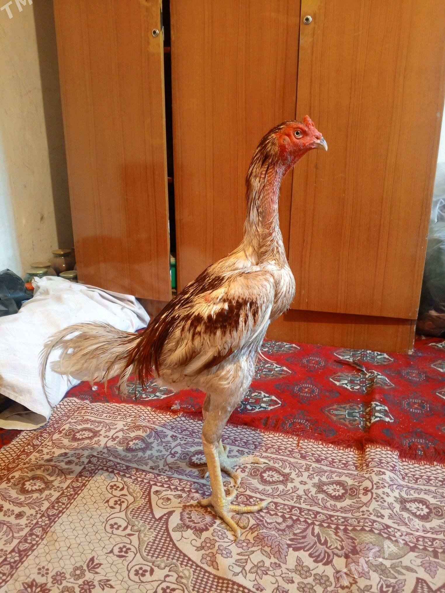 TAŞKENT HORAZ JÜJE - Aşgabat - img 4