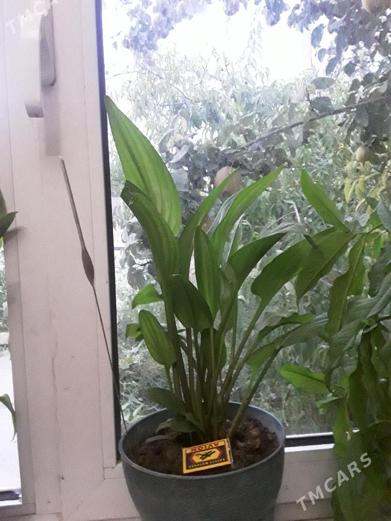 ЖЕНСКОЕ СЧАСТЬЕ - Дашогуз - img 1