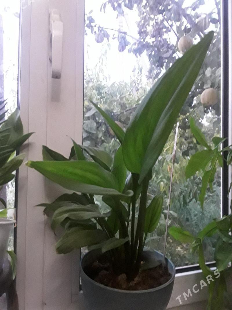 ЖЕНСКОЕ СЧАСТЬЕ - Дашогуз - img 2