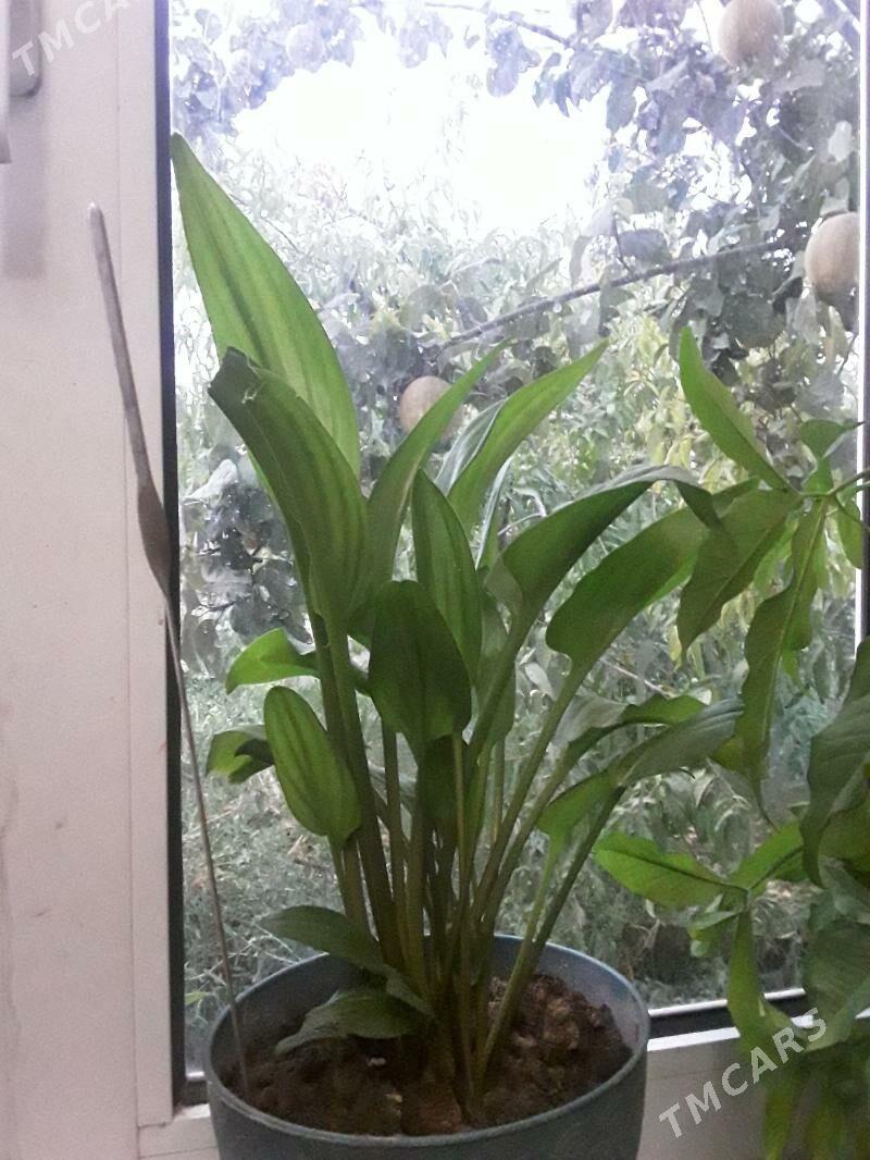 ЖЕНСКОЕ СЧАСТЬЕ - Дашогуз - img 3