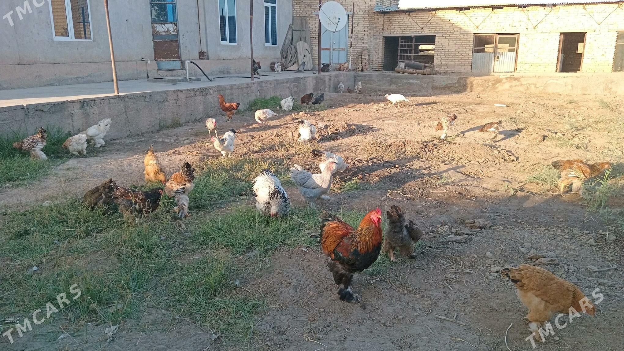 tovuk brama - Türkmenabat - img 2