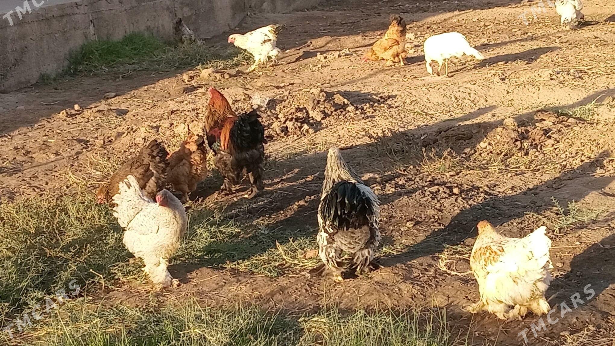 tovuk brama - Türkmenabat - img 6