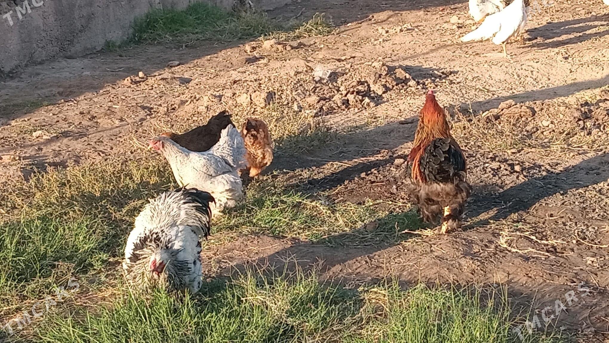 tovuk brama - Türkmenabat - img 7