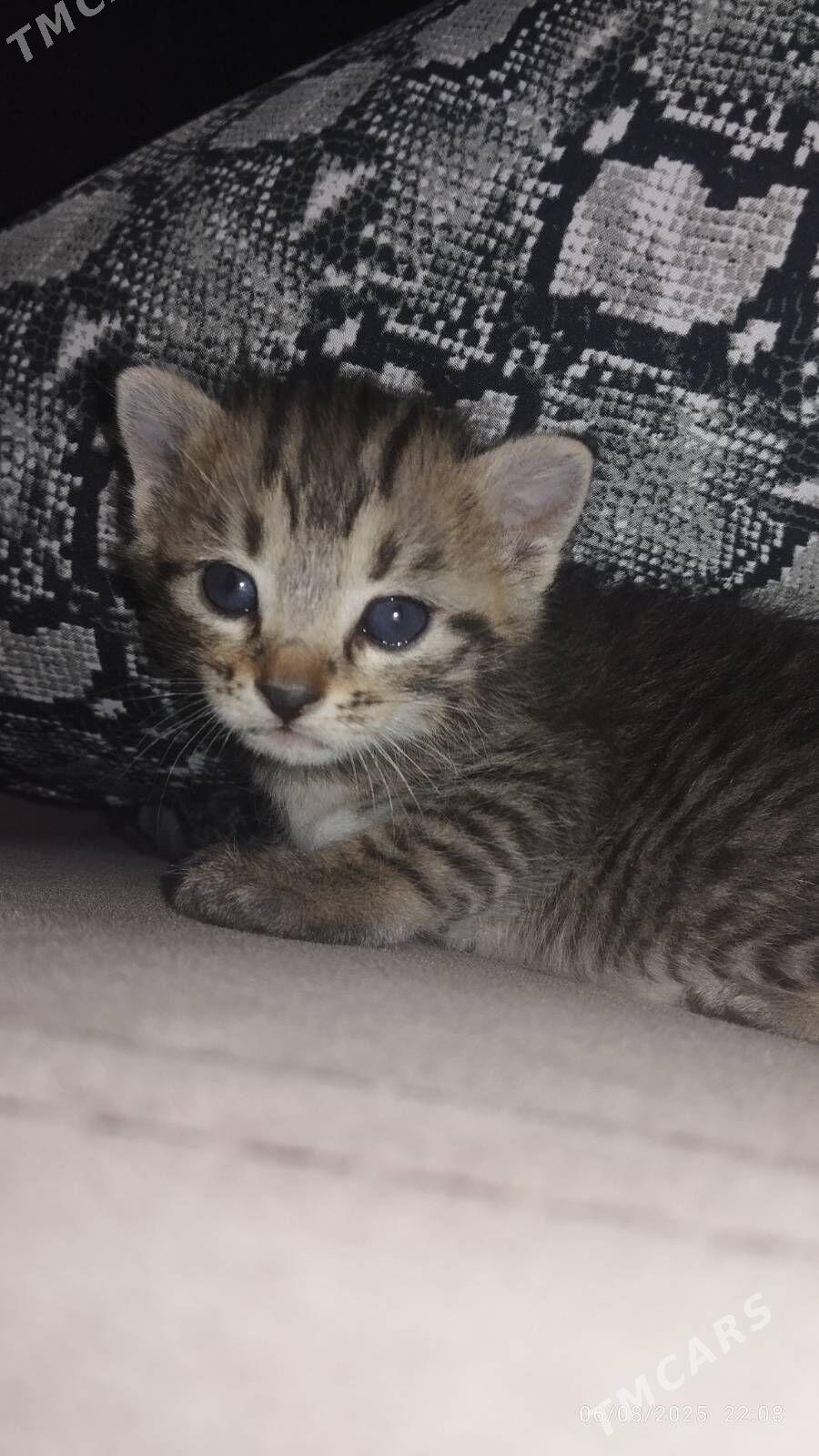 pishik - Daşoguz - img 2