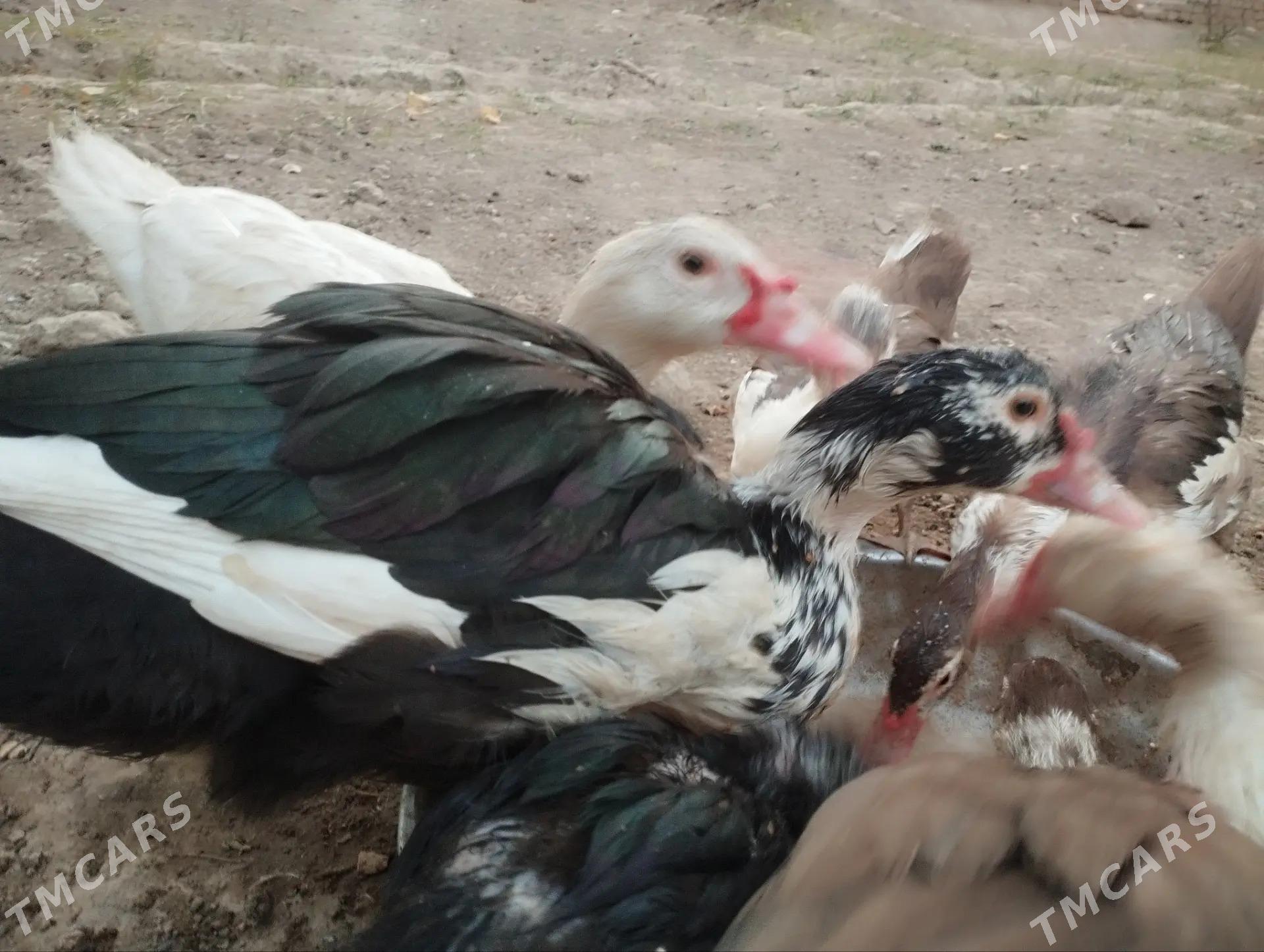 Mus Mus ýaşylbaş ördek - Baýramaly - img 2