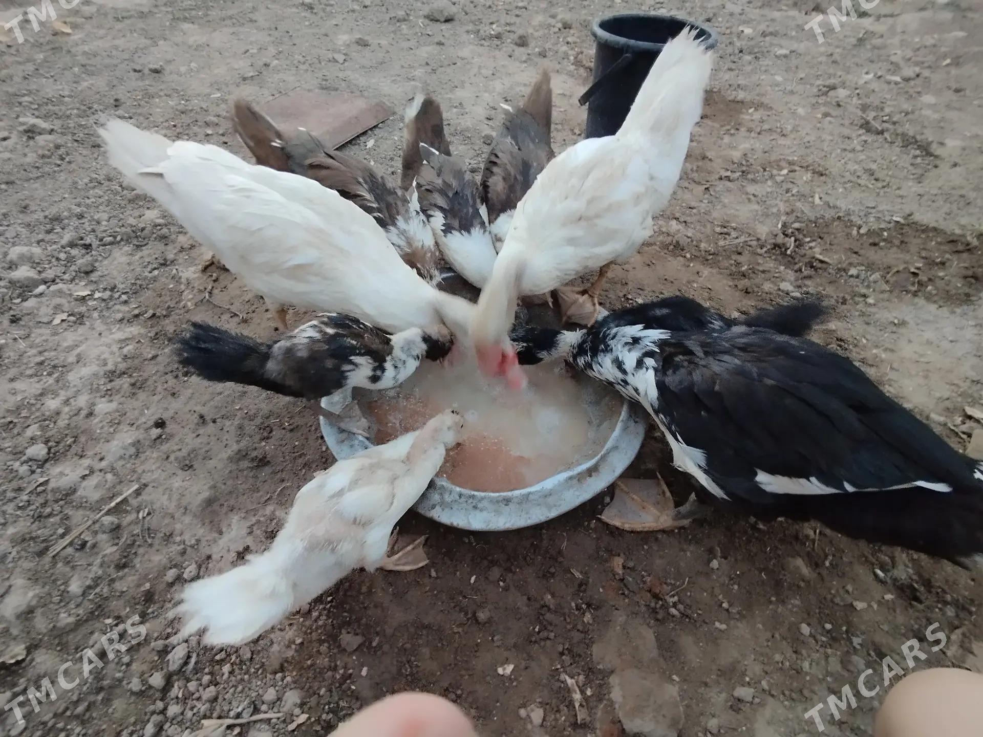 Mus Mus ýaşylbaş ördek - Baýramaly - img 3