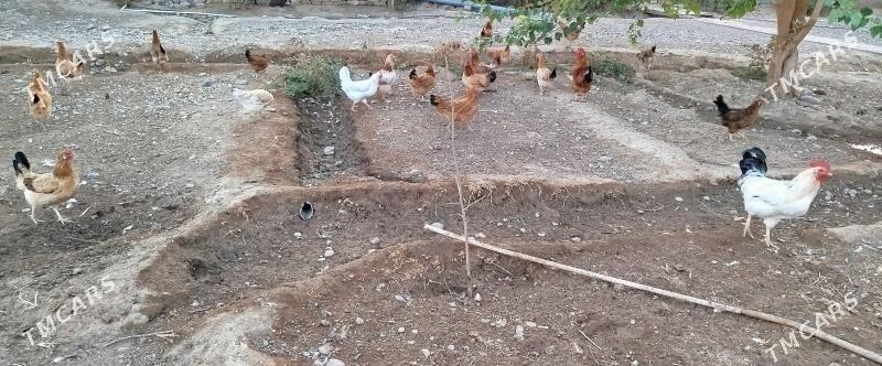 Towuk mesnoe - Büzmeýin - img 3