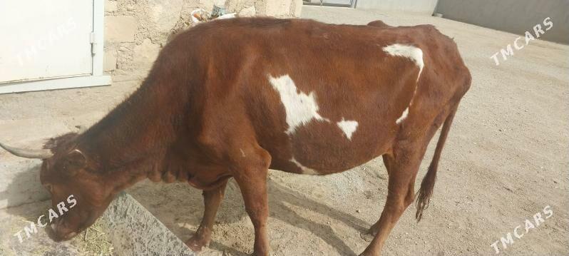 sygyr - Jebel - img 2