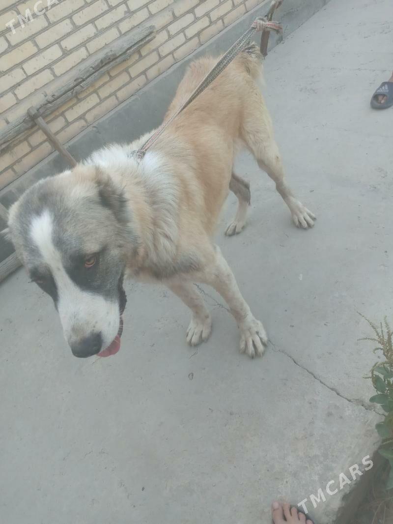 AždarAždar - Чарджоу - img 1