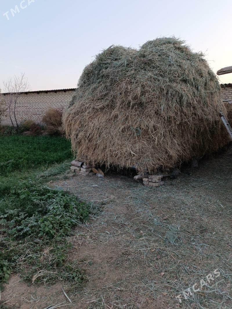 Ot - Мары - img 2