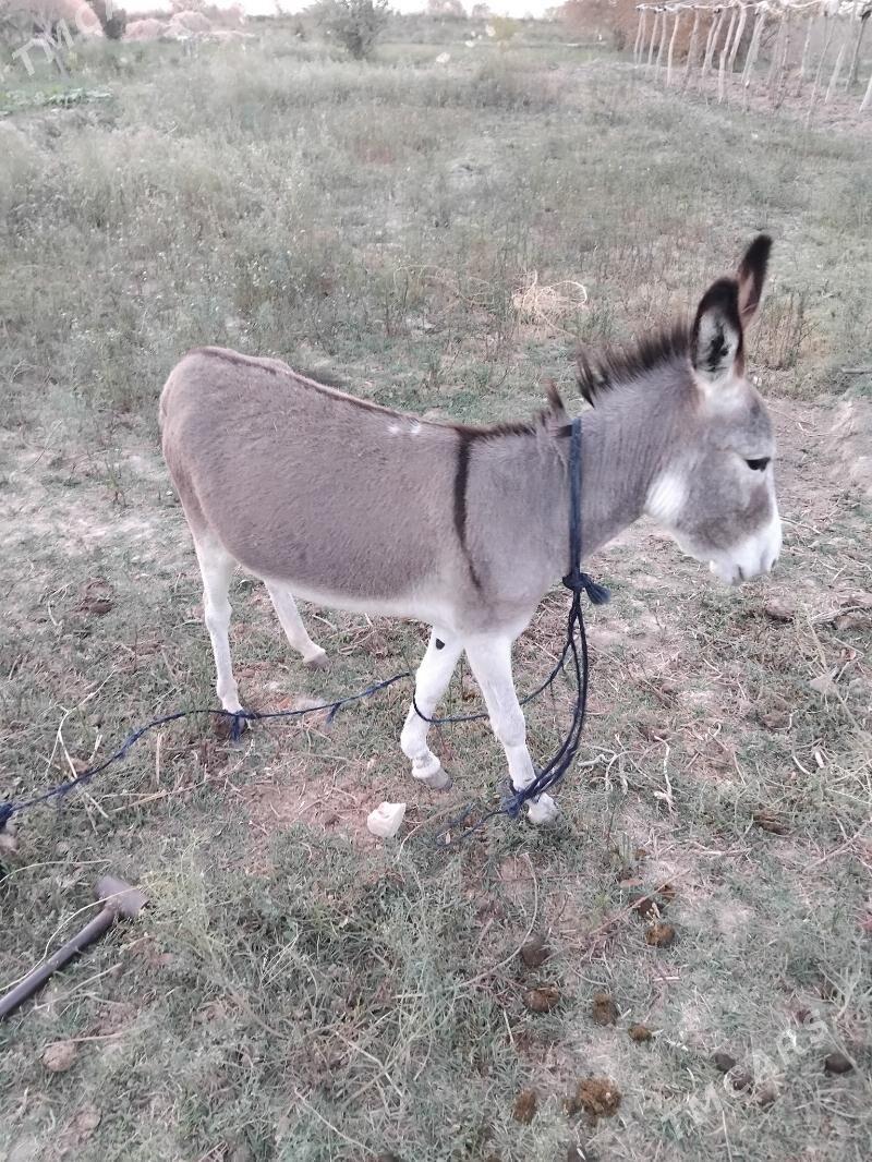 kurre - Мургап - img 1