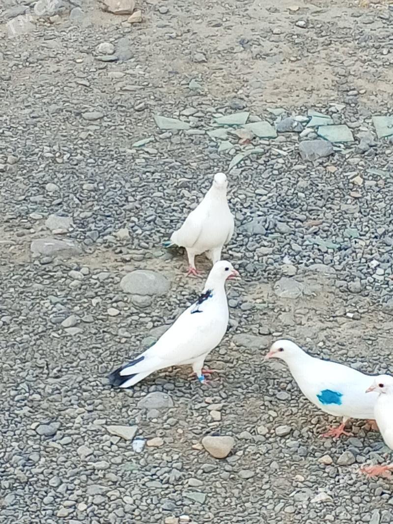 kepderi - Aşgabat - img 2