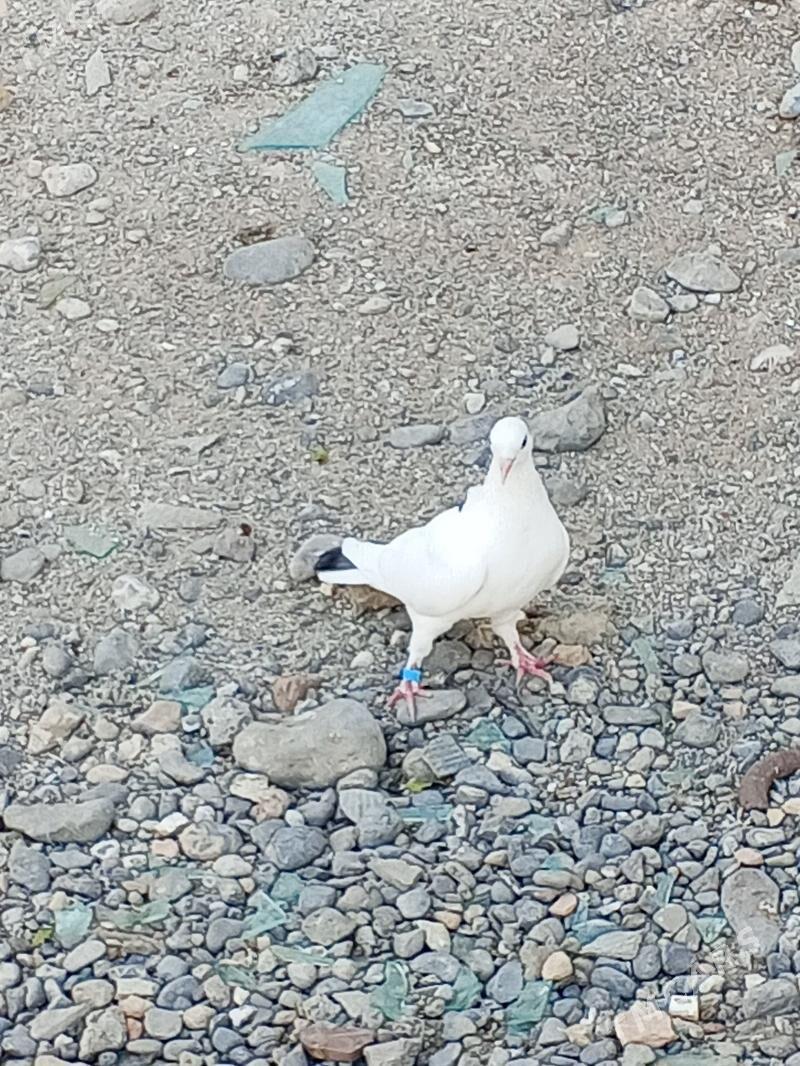 kepderi - Aşgabat - img 6