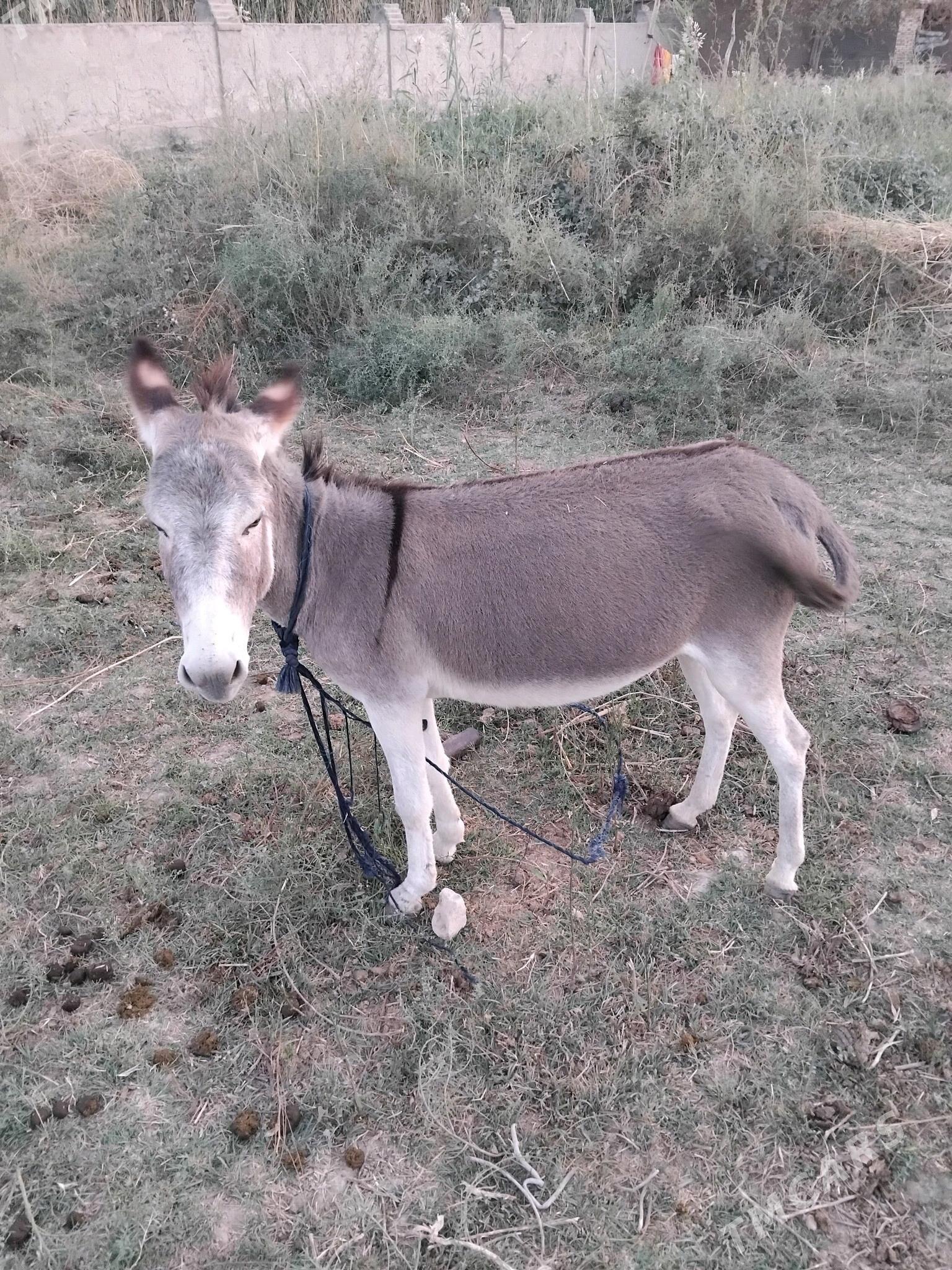 kurre - Мургап - img 2