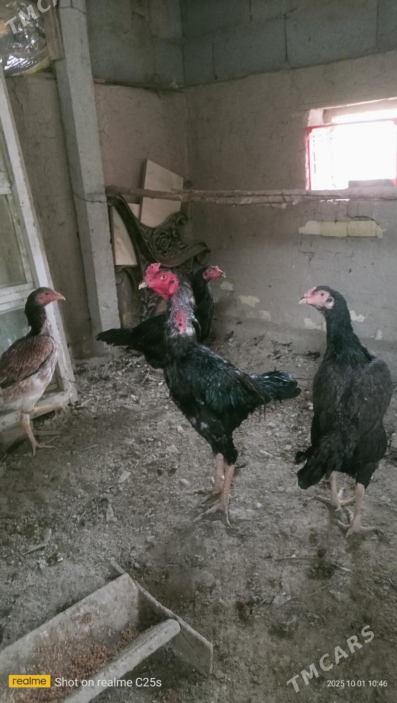 хораз - Шабатский этрап - img 1