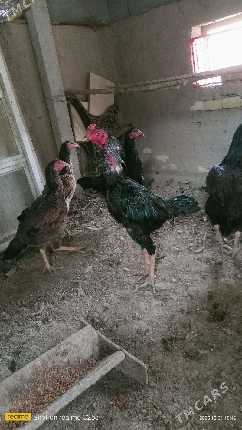 хораз - Шабатский этрап - img 2