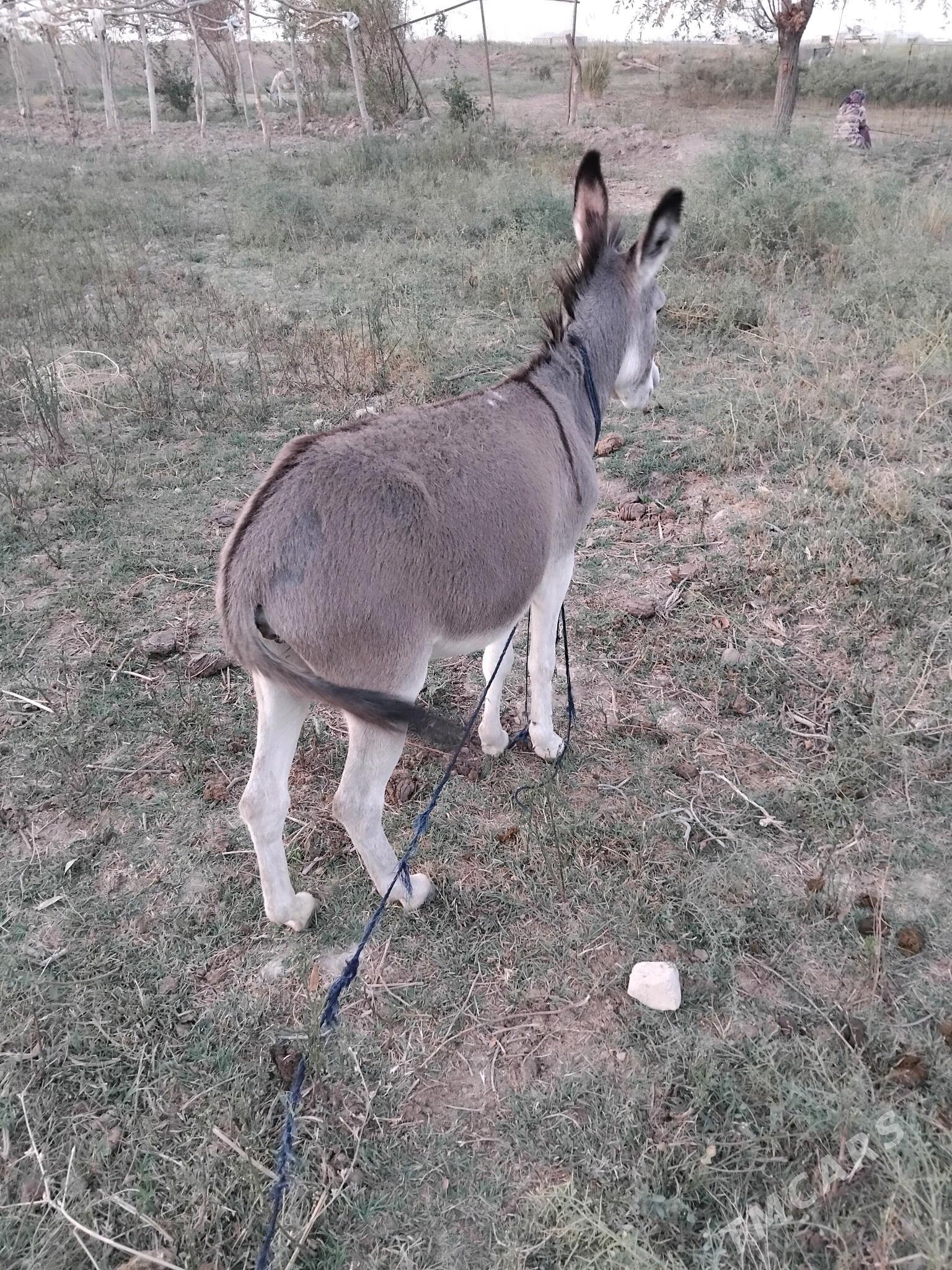 kurre - Мургап - img 3