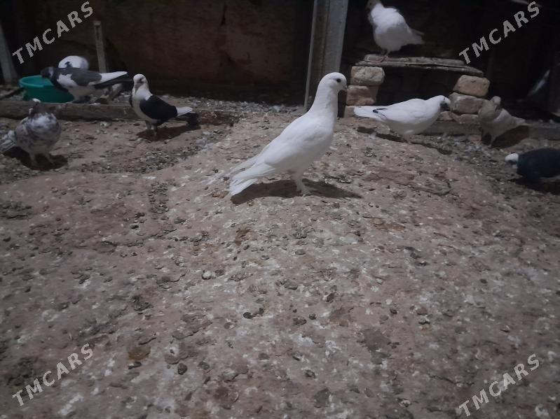 kepderi. - Gyzylarbat - img 8