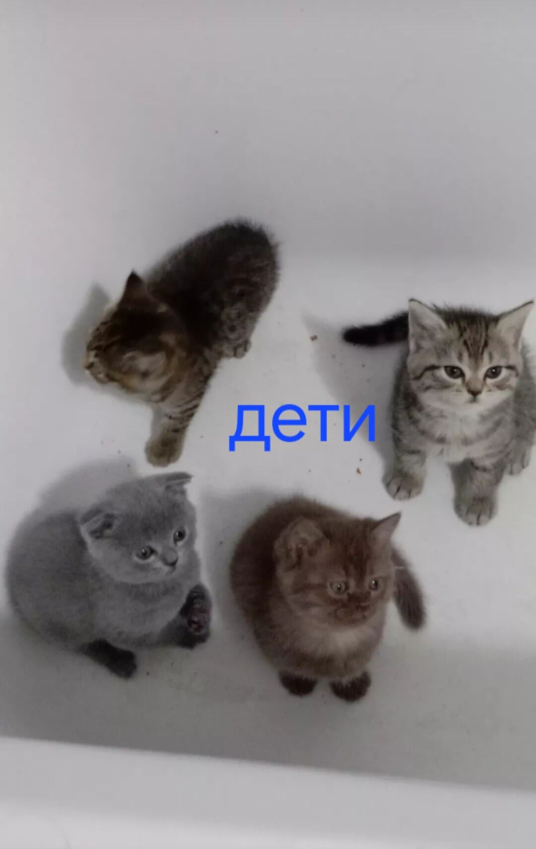 Висловушка Кот - Ашхабад - img 6