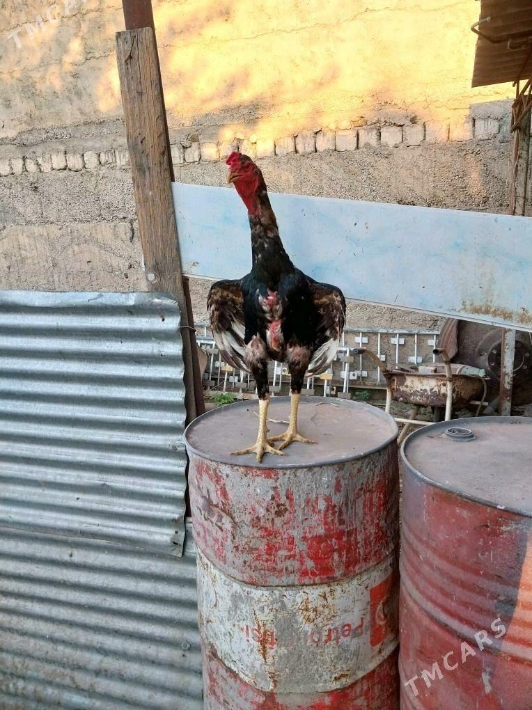 Taşkent horaz - Gökdepe - img 2