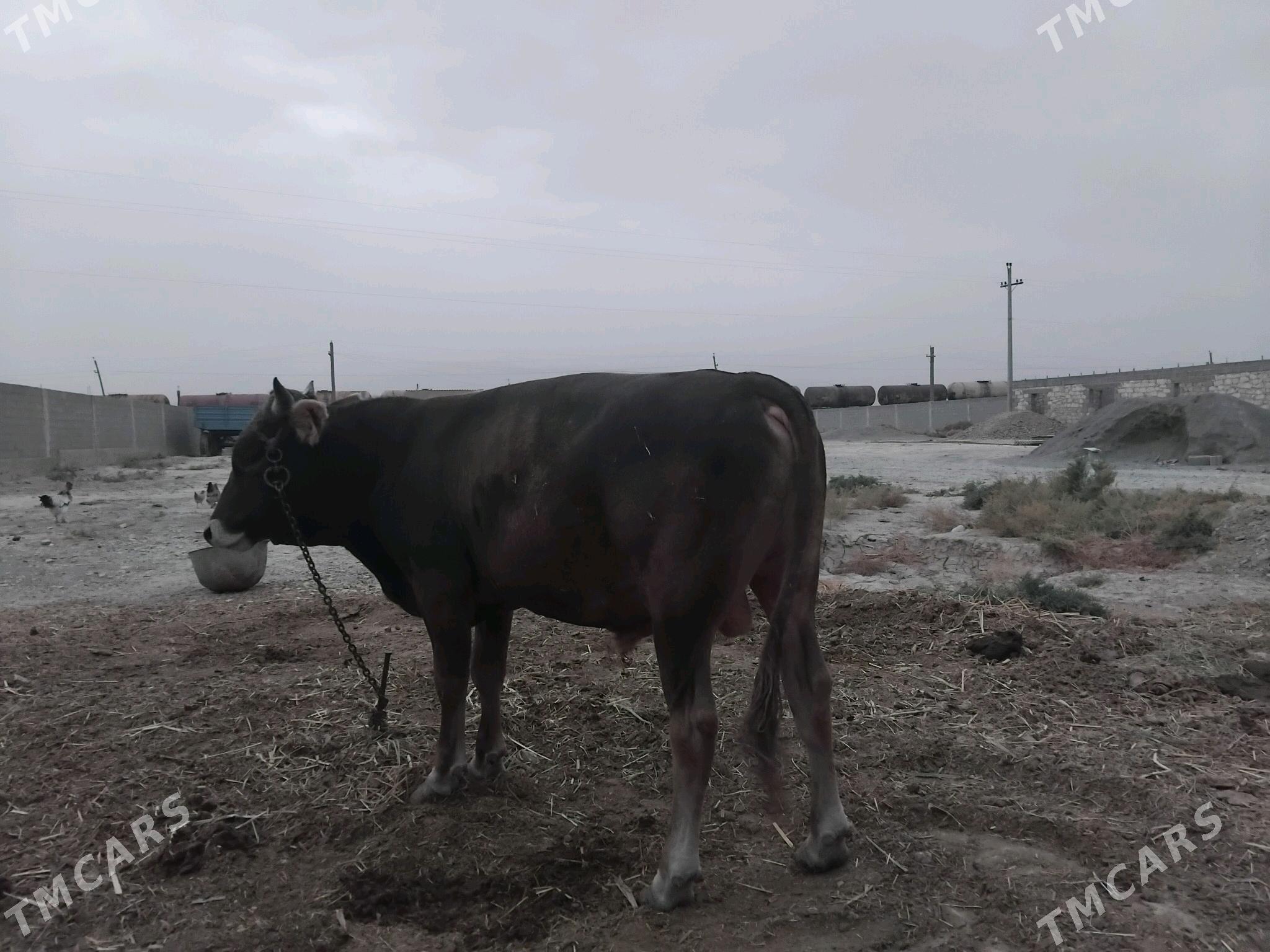 öküz - Gyzylarbat - img 3