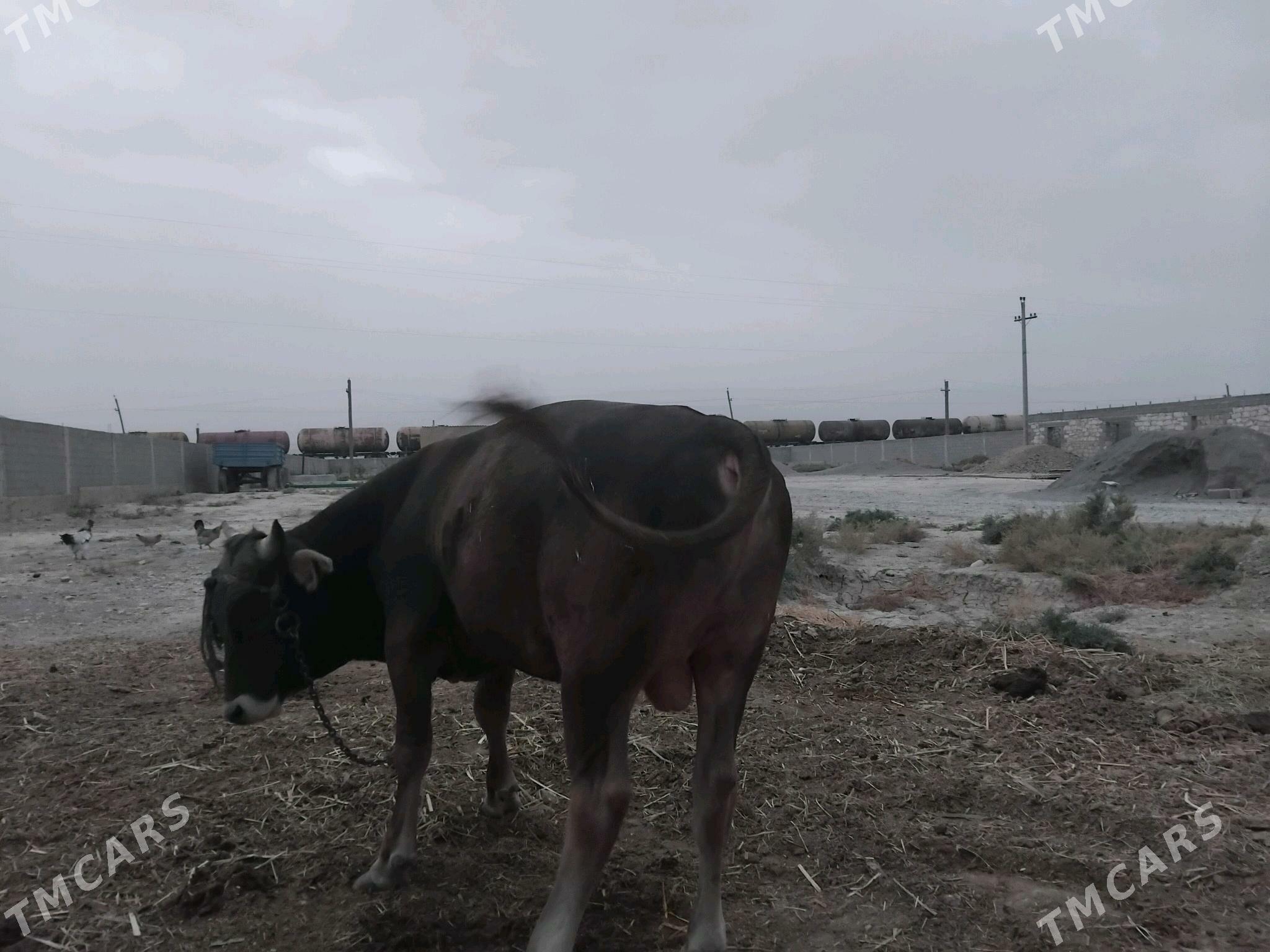 öküz - Gyzylarbat - img 4