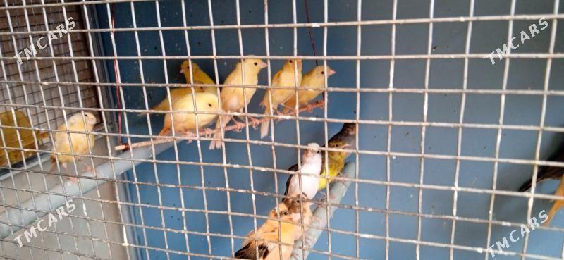 Канорейка - Туркменабат - img 3