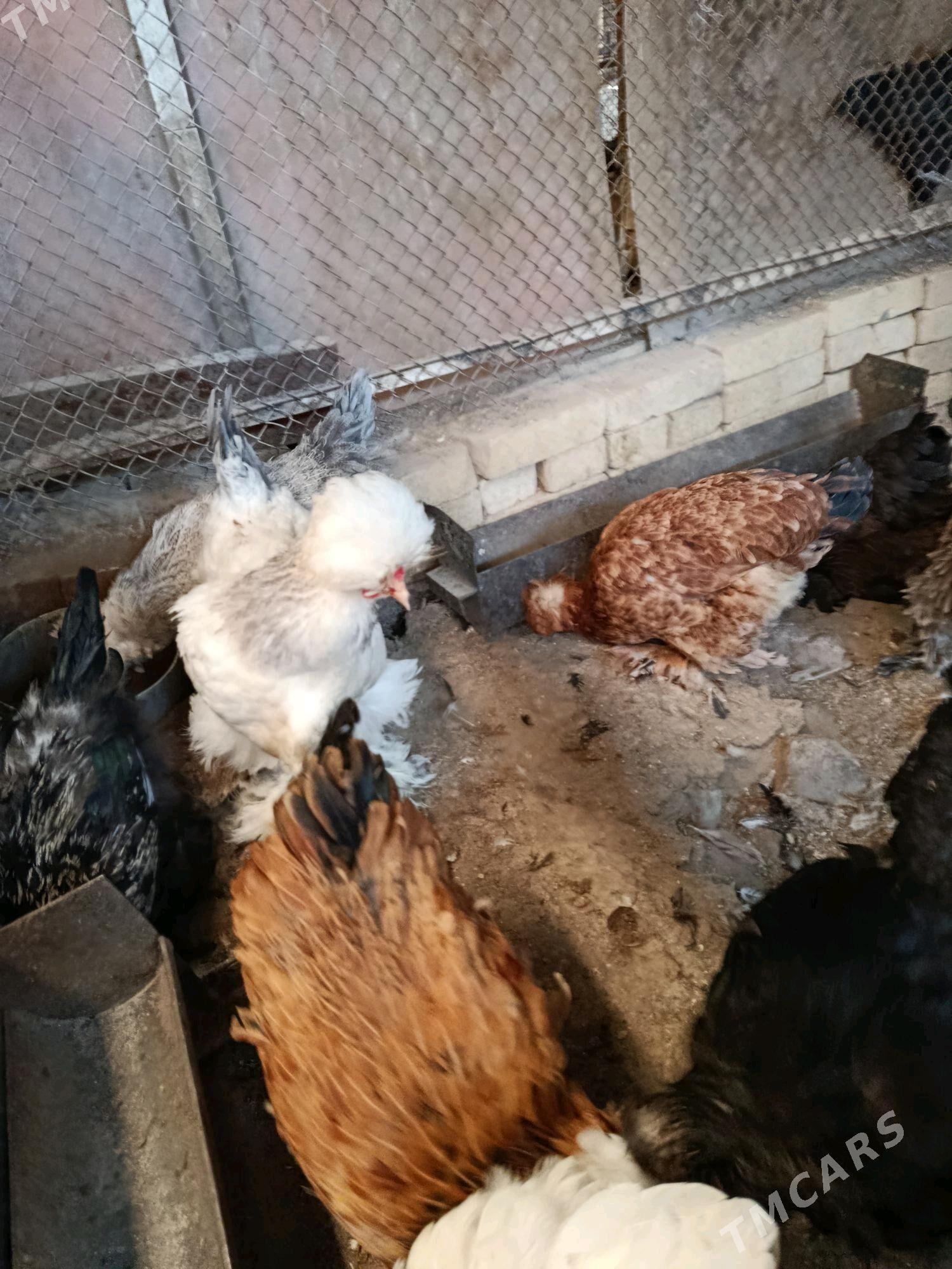 товук тройка - Чарджоу - img 3