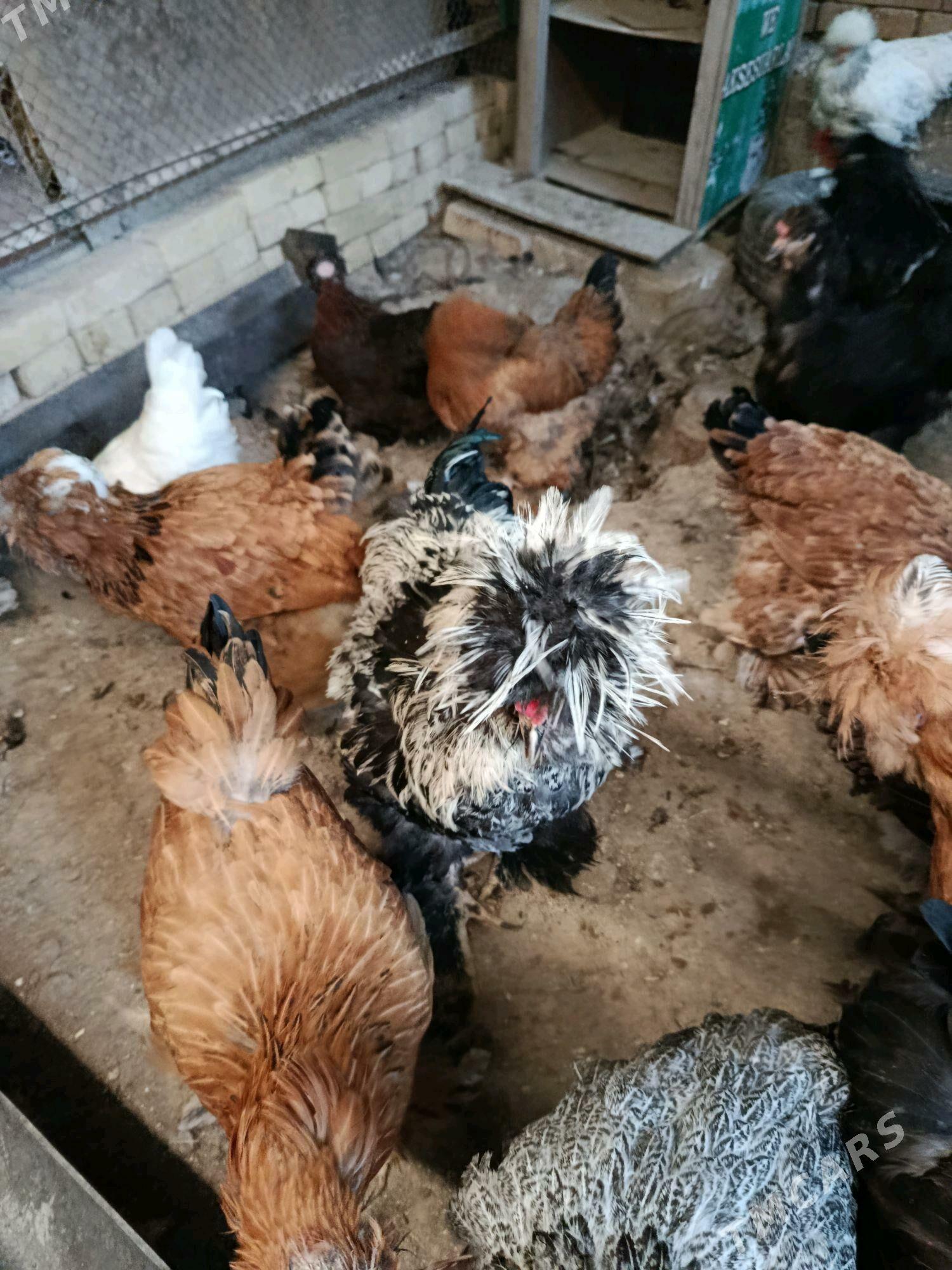 товук тройка - Чарджоу - img 2