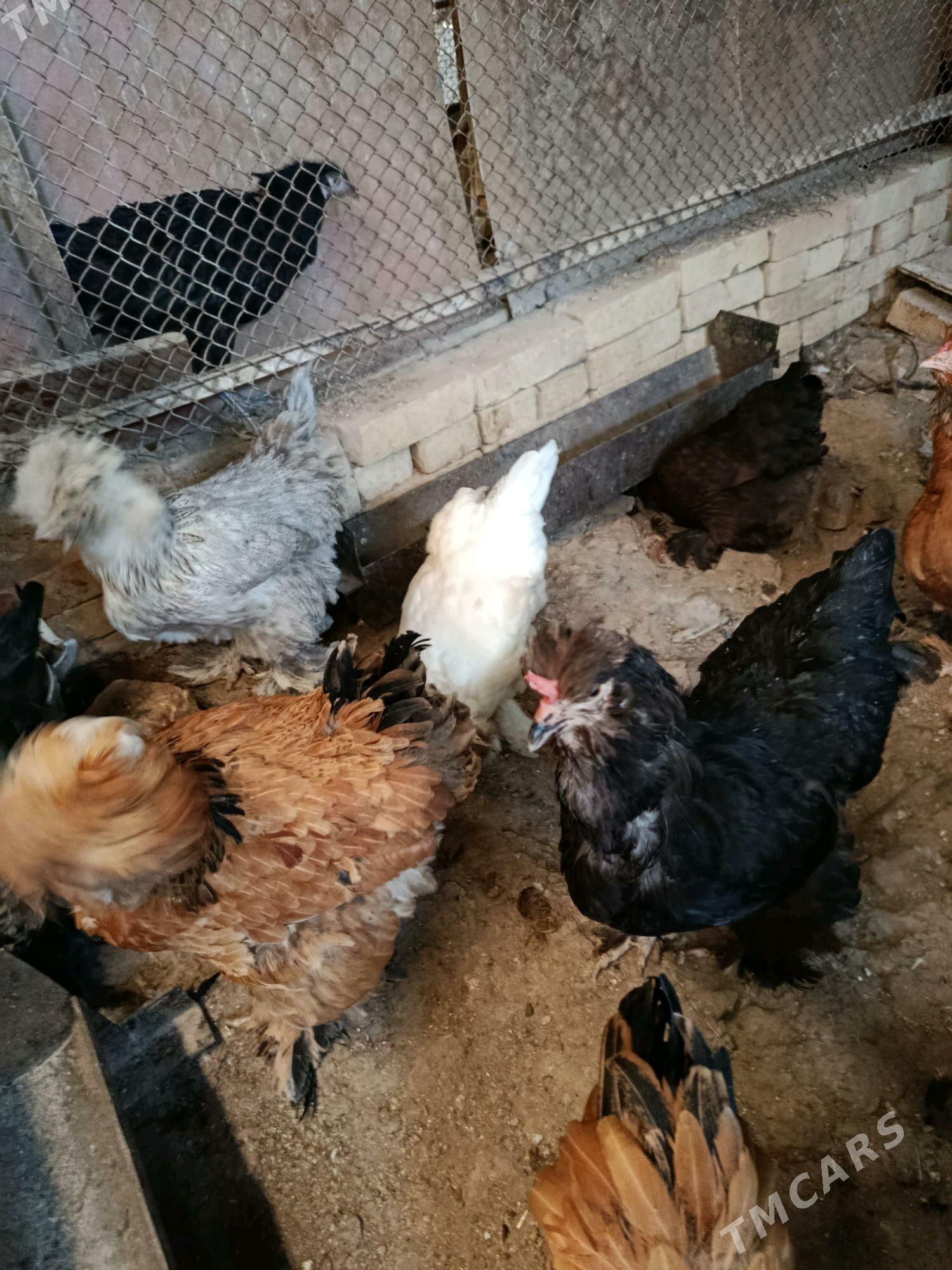 товук тройка - Чарджоу - img 4