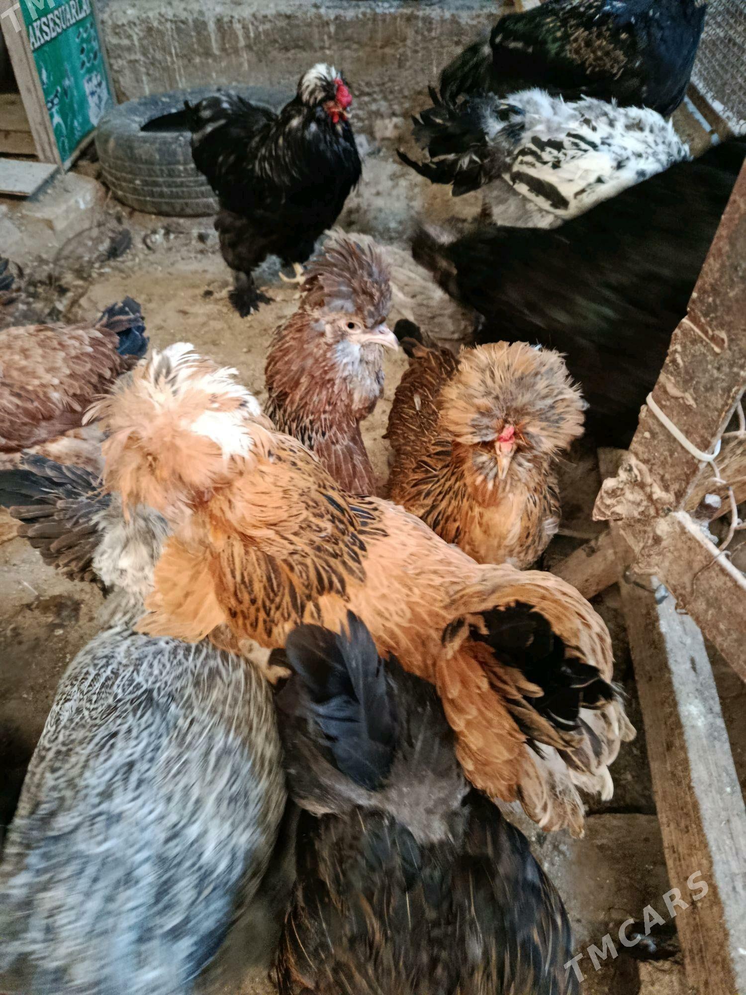 товук тройка - Чарджоу - img 5