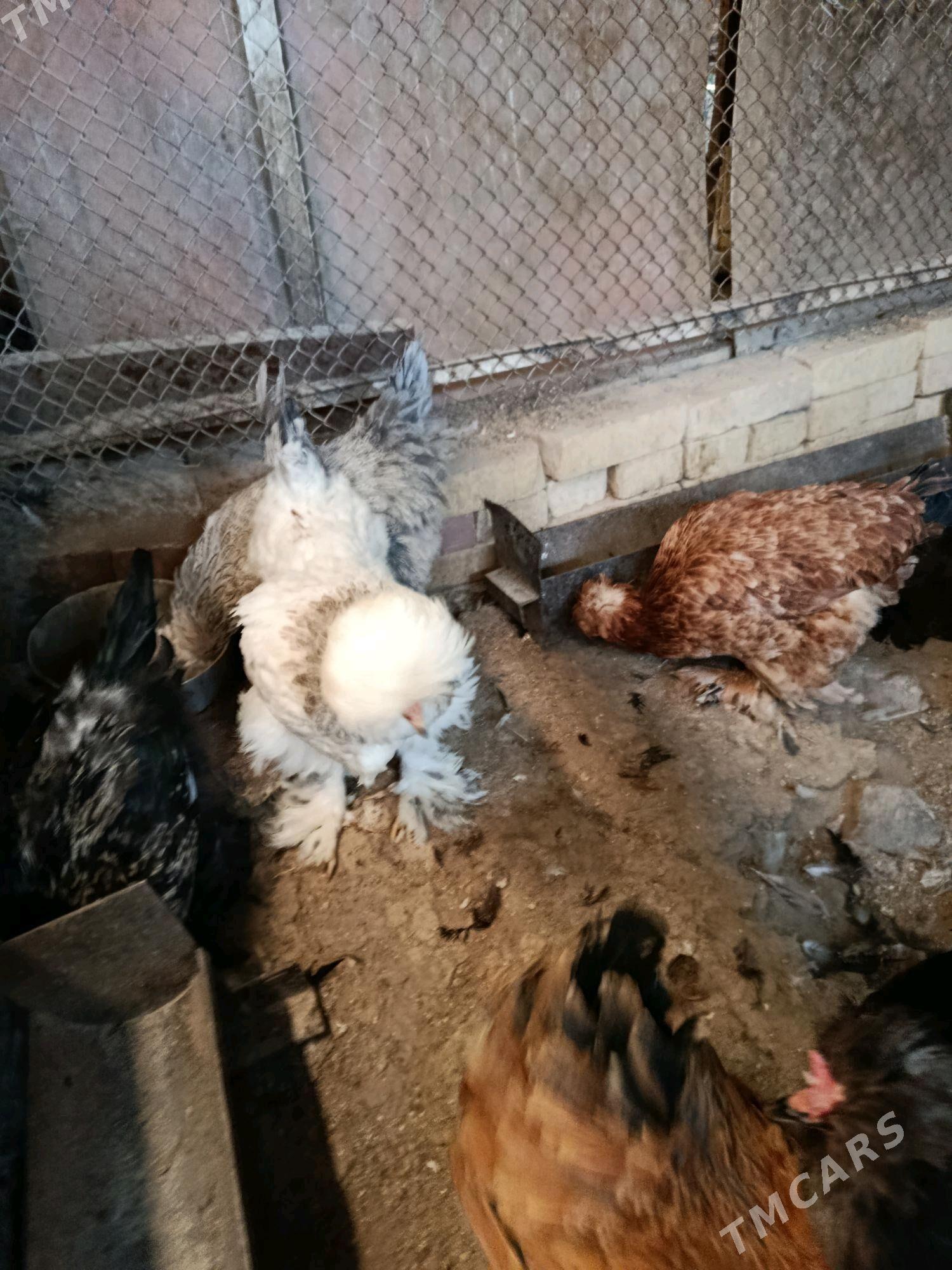 товук тройка - Чарджоу - img 6