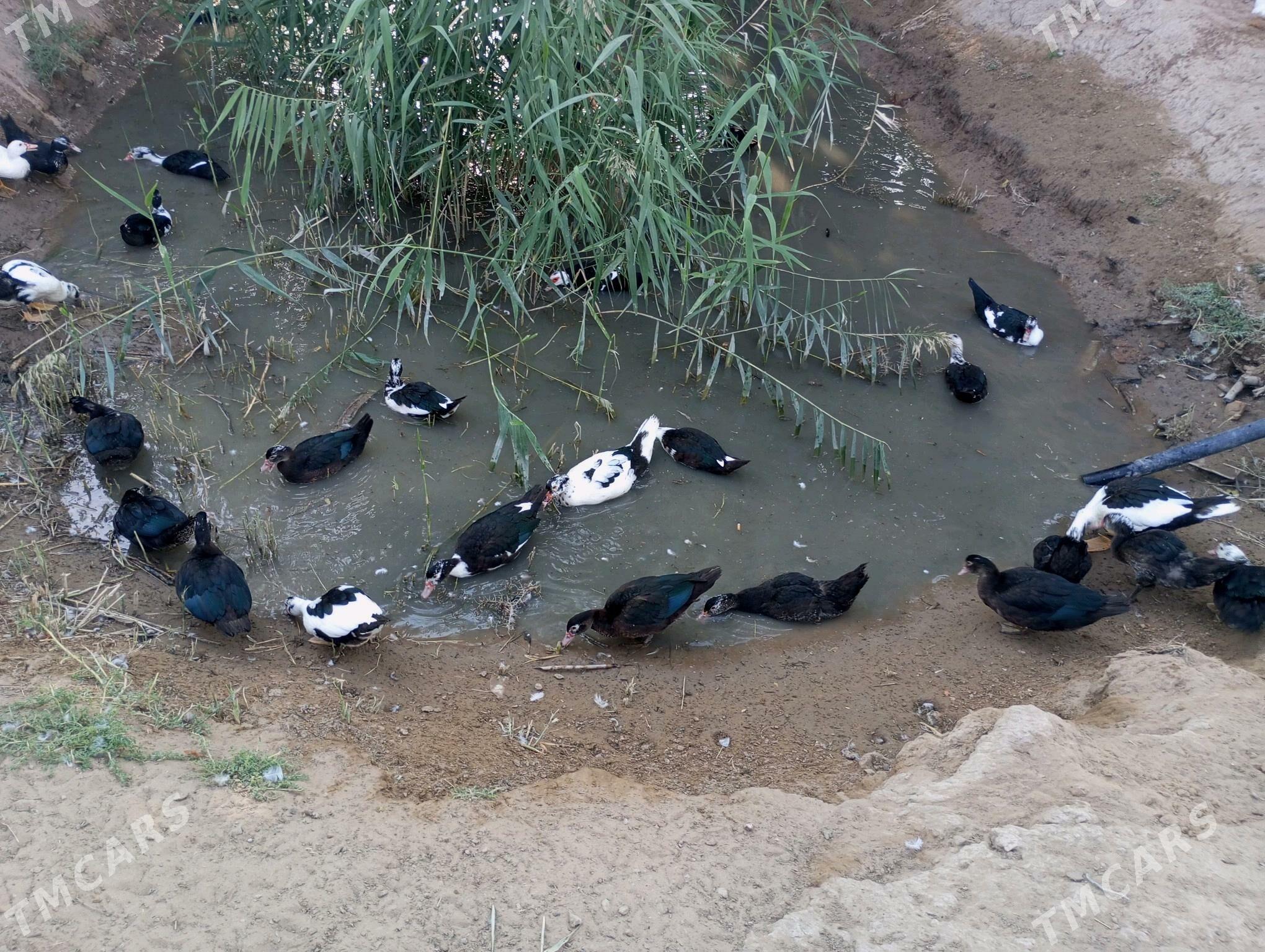 indiwutga sesiz - Анев - img 1