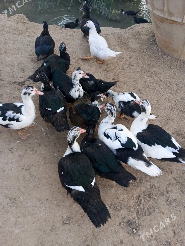 indiwutga sesiz - Анев - img 2