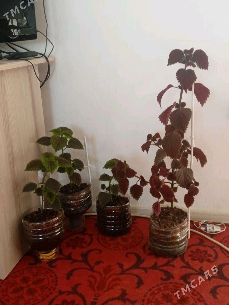 gül - Кака - img 2