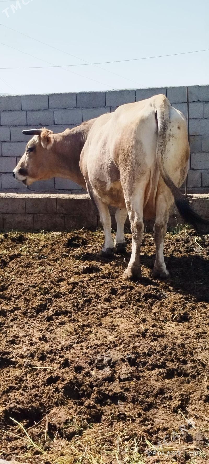 arassa şiwit bogoz sygyr - Бахарден - img 5