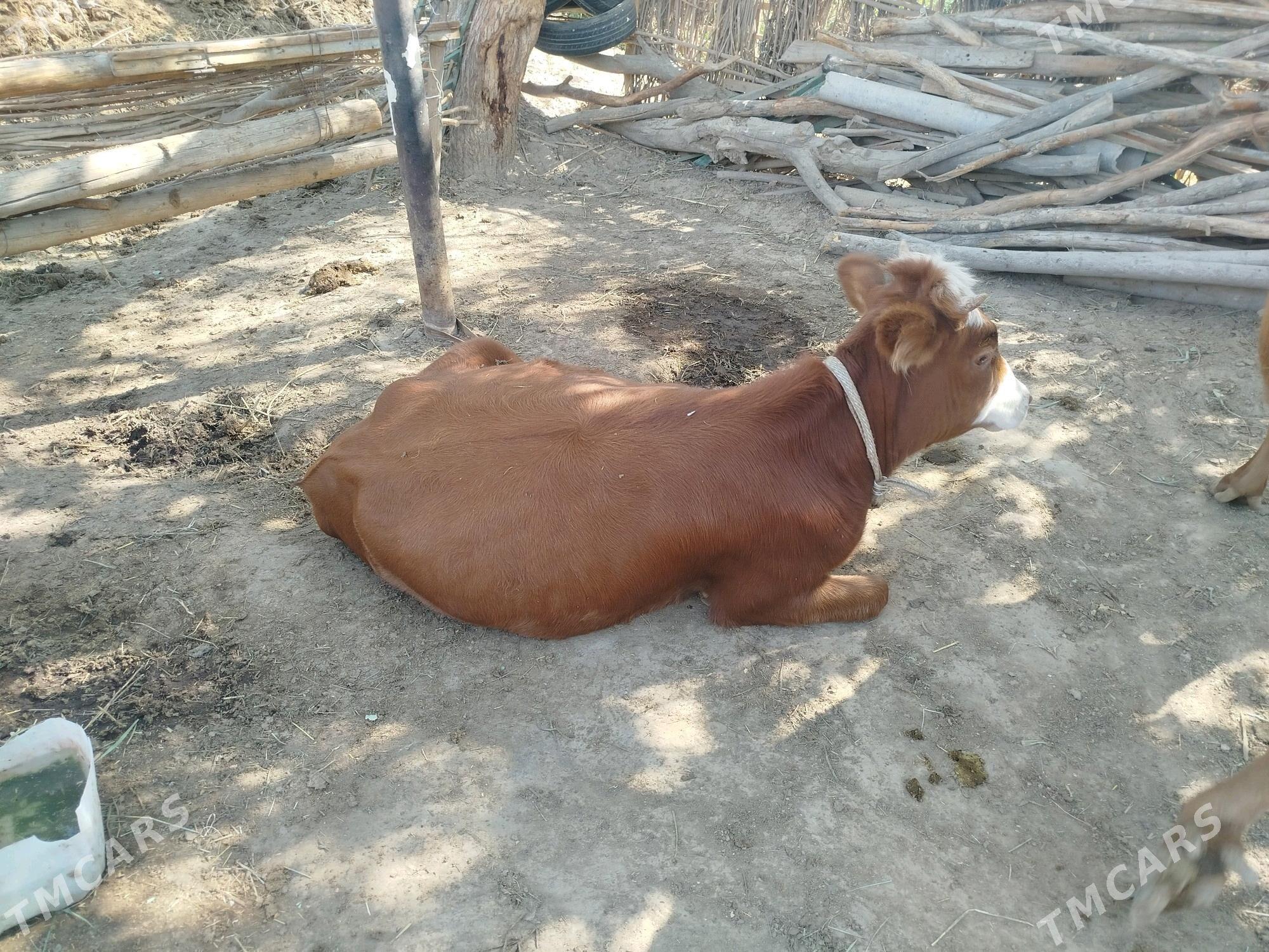 Göle gulajyn - Murgap - img 3