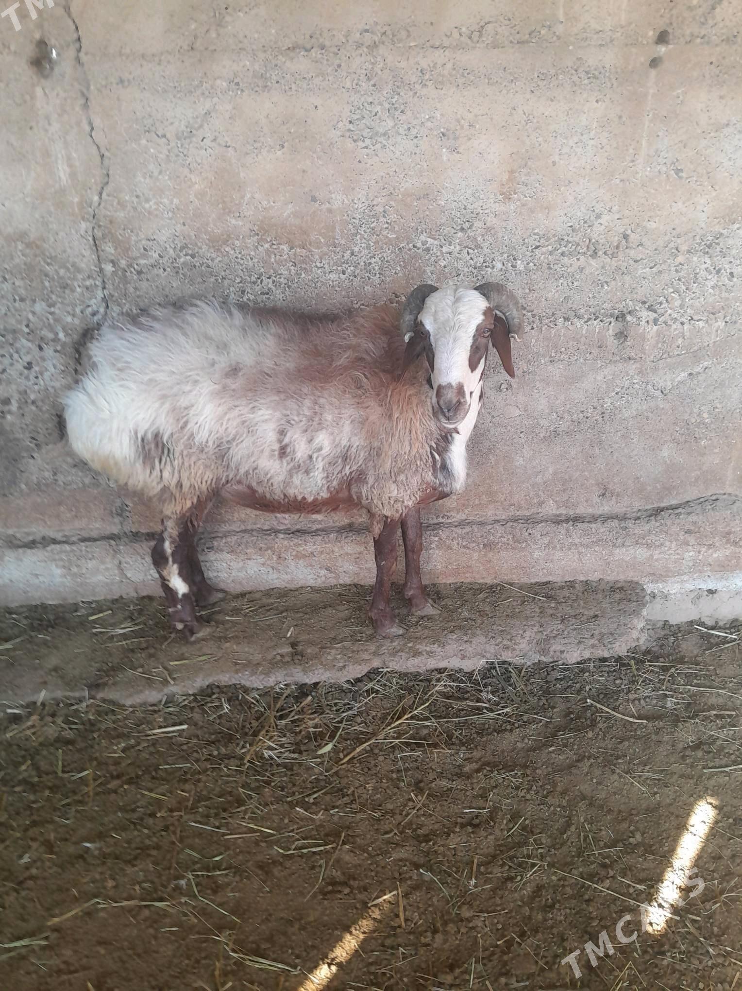 Goç - Kaka - img 3