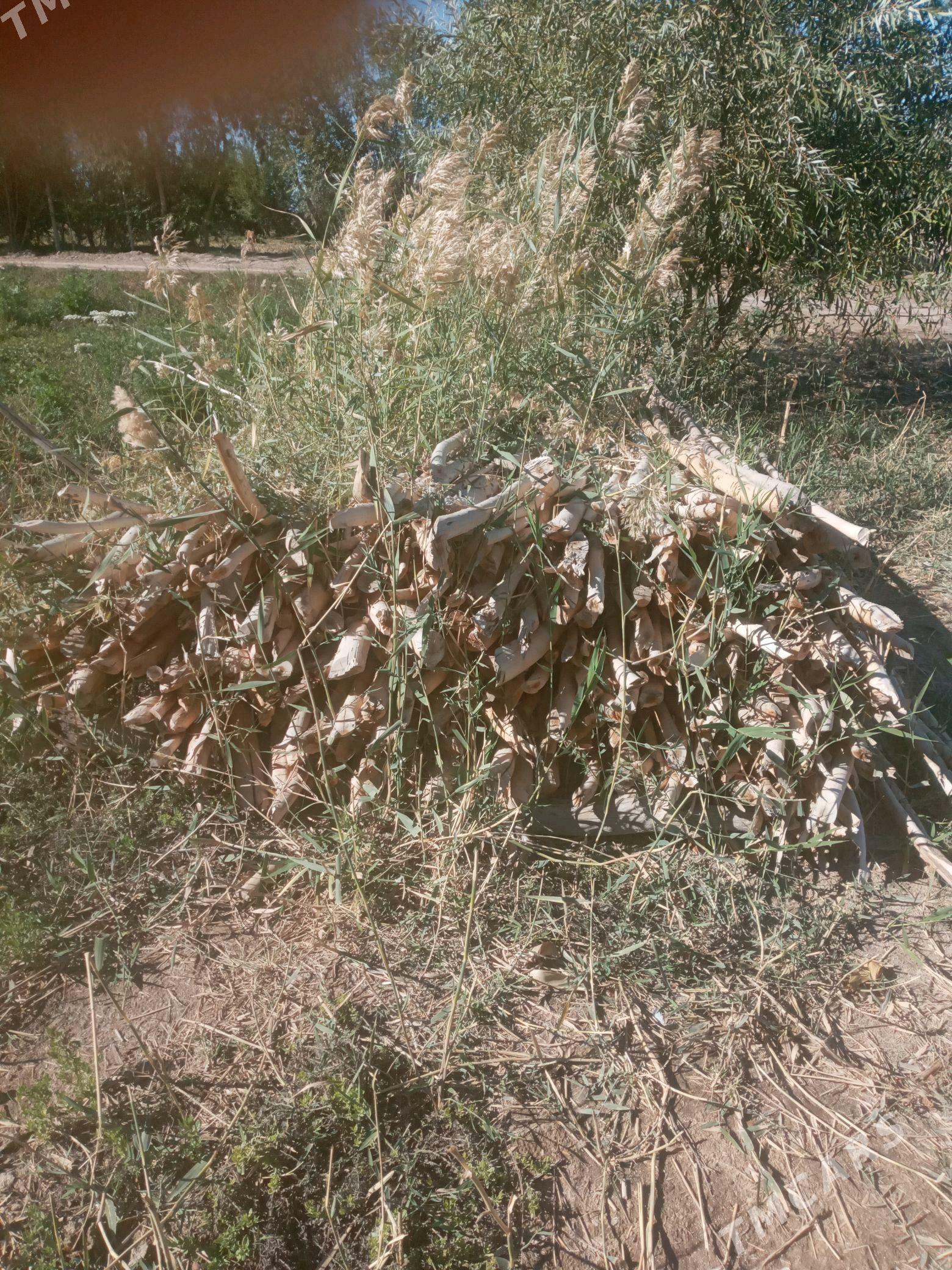 Agac hada - Köneürgenç - img 3