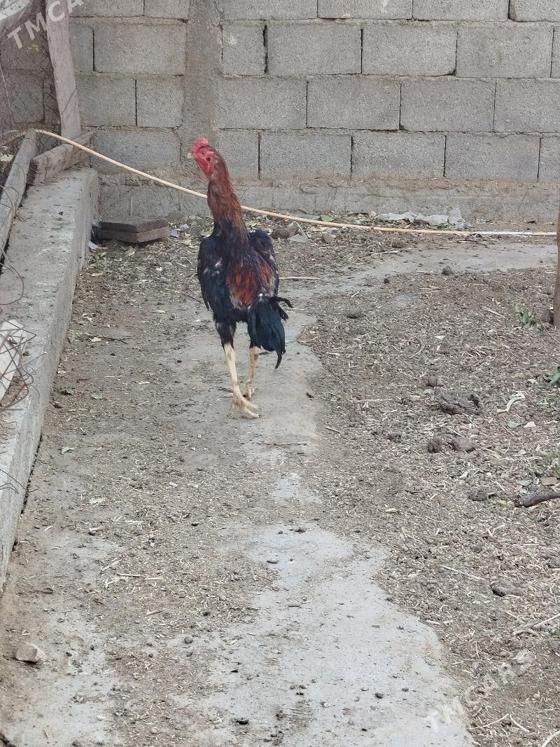 Taşkent horoz - Köşi - img 2