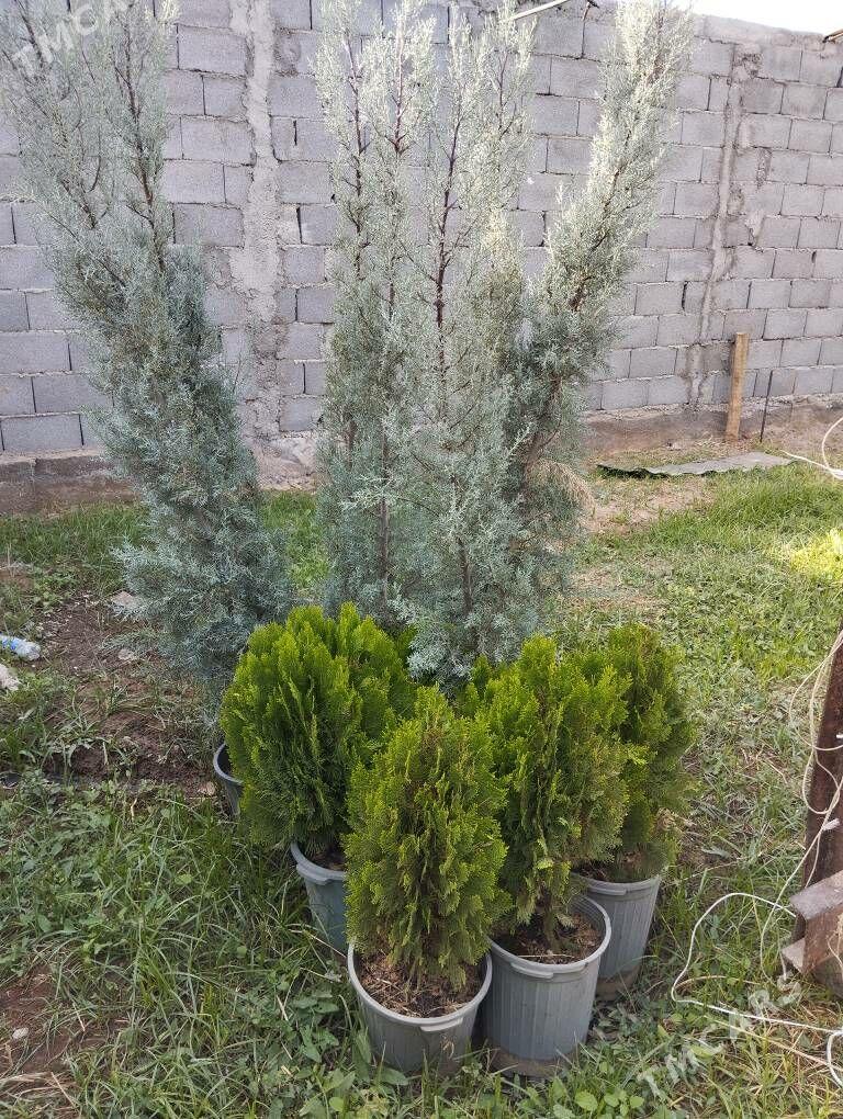yasyl hem ak yolka - Aşgabat - img 2