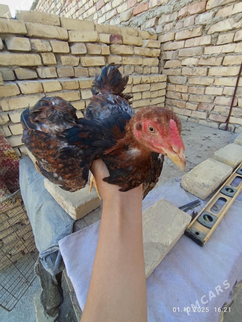 özbek baýsow - Türkmenabat - img 2