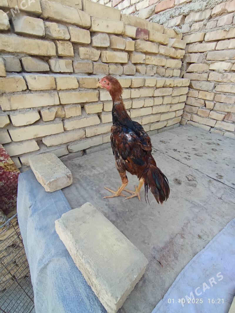 özbek baýsow - Türkmenabat - img 3