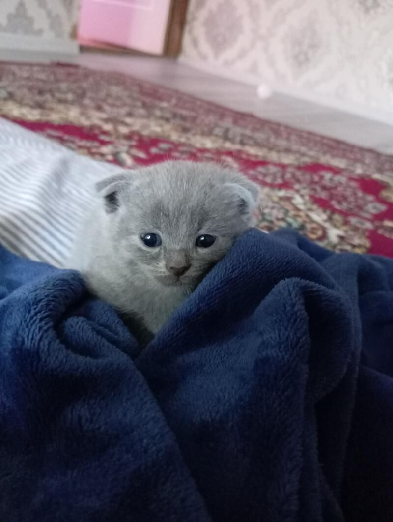 Котята шотландской породы - Мары - img 2
