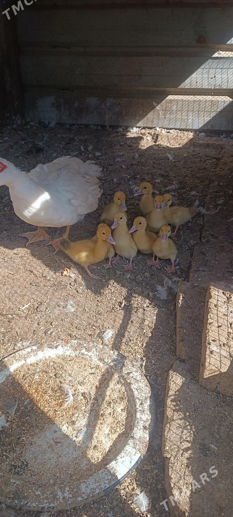 muskus jujeler - Türkmenabat - img 2