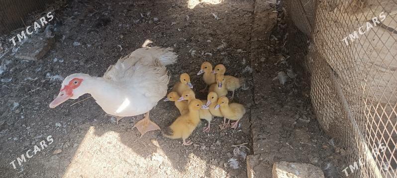muskus jujeler - Türkmenabat - img 3