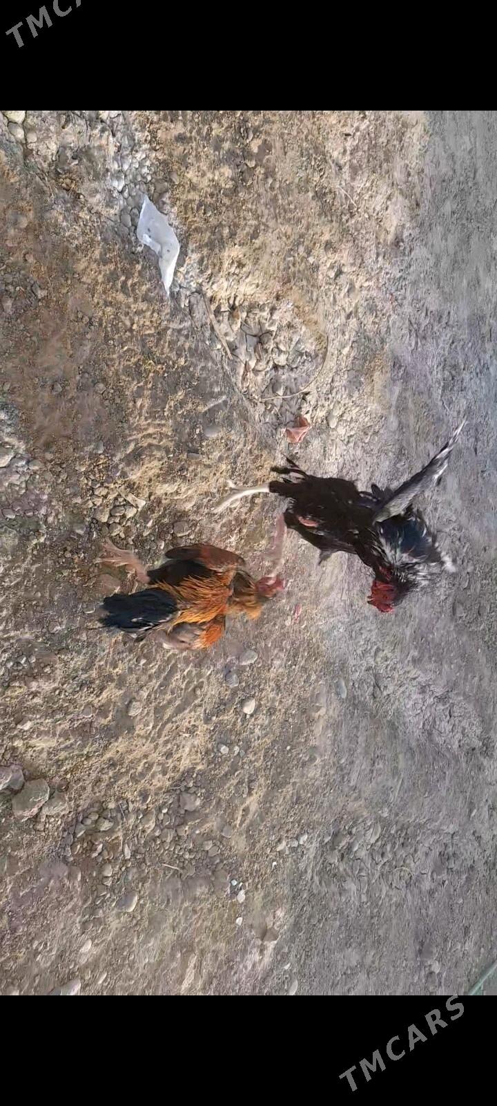 taşkent horaz - Бузмеин - img 2