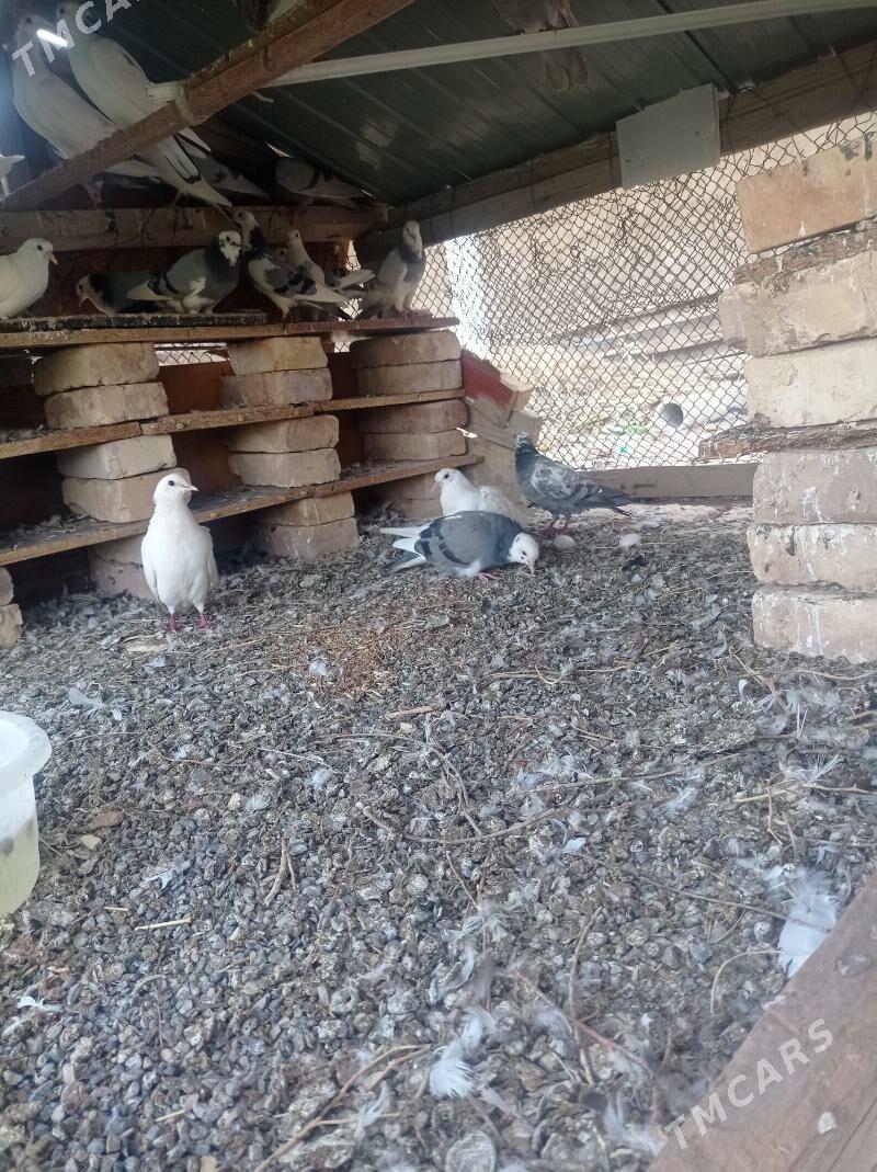 kepderi - Tejen - img 5