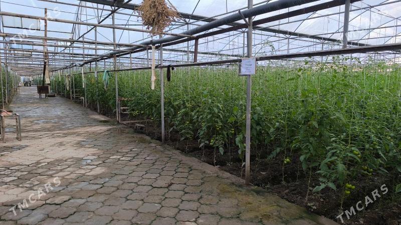 Ýyladyşhana (teplisa) - Чарджоу - img 2