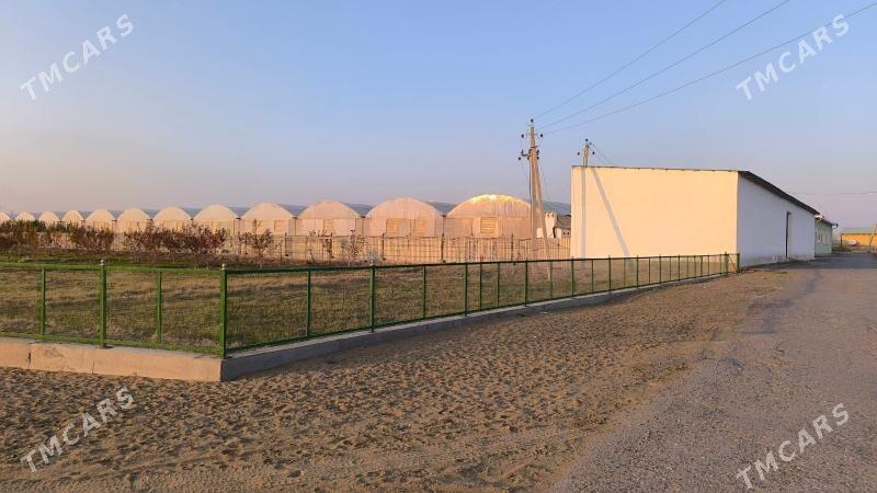 Ýyladyşhana (teplisa) - Чарджоу - img 5